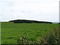 Woodhead Plantation from "The Beeches"