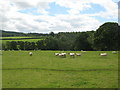 NY8262 : Pastures and woodland west of Castle Farm (2) by Mike Quinn