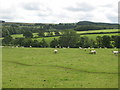 NY8262 : Pastures and woodland west of Castle Farm (3) by Mike Quinn