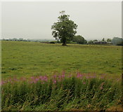 ST6642 : Solitary tree in large field, Cranmore by Jaggery