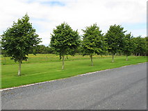 R6545 : Trees on grass verge, near Ballybricken by David Hawgood