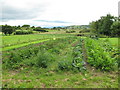R6439 : Vegetable garden south of Lough Gur by David Hawgood