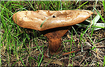 J2967 : Fungus near Dunmurry by Albert Bridge