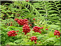 NH8707 : Roadside berries near Inshriach House by sylvia duckworth