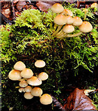 J4681 : Fungus, Crawfordsburn (2010-1) by Albert Bridge