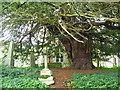 NY7863 : St. Cuthbert's Church, Beltingham - old yew tree in graveyard (5) by Mike Quinn