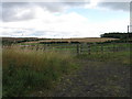 NZ3646 : Fields near Lyons by Alex McGregor