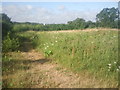 From the Green Chain Walk near Mottingham