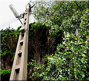 J2762 : Concrete telegraph pole near Lisburn by Albert Bridge