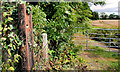 Fence and gate, Lisburn