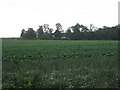 View towards Springwood Cottage