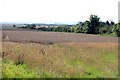 Cornfield nr Elton and Orston