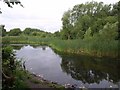 Pond near Timperley Brook