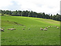 NY7363 : Pastures and woodland west of East Unthank (2) by Mike Quinn