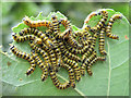 SJ8065 : Caterpillars of the Buff-tip Moth by Jonathan Kington