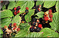 Blackberries, Belfast