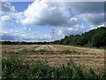 Field of stubble near Birdston 2