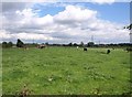 Cattle near Agden Bridge