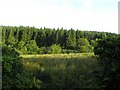 Forest, Mullanvaum