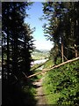 Woodland path near Clarach Bay