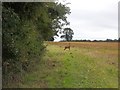 Deer on the path