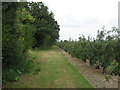 Footpath towards Littlebourne Road