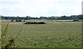 2010 : Field of red clover north of Hunstrete