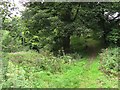 NT8843 : Woodland path, Twizel by Richard Webb