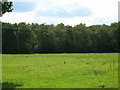 Farmland looking towards Park Wood