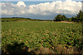 Field of Rhubarb