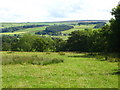 Pastures and woodland west of Dodd Bank