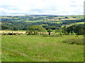 Pastures and woodland west of Dodd Bank (2)