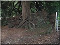 Substantial root system on Yew tree on bridleway to Pages Farm