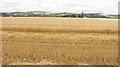 NO2825 : Barley, Powgavie by Richard Webb