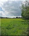 Field near Heyshott