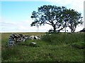 ND1362 : Remains of Chapel on farmland near Halkirk by David Martin