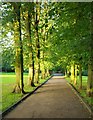 Tree-lined path, Alexandra Park, North London