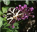 Jersey Tiger Moth (Euplagia quadripunctaria)