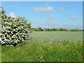 May blossom and wheat