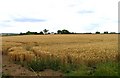 Field of Barley