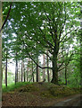 Beech, Duncton Common