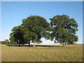 Four Oaks in a field