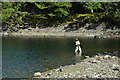 Fly fisherman on Llyn Cynwch