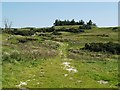 Farm track through thistles