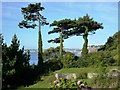 Pine trees, Public land, Ilsham Marine Drive, Torquay