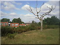 Remnant heathland on Winns Common