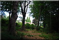 House on the edge of Marley Common