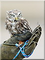 TQ3643 : Little Owl at the British Wildlife Centre, Newchapel, Surrey by Peter Trimming
