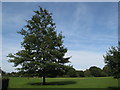 Centenary Oak, Adastra Recreation Ground