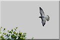 TQ3643 : Peregrine Falcon at the British Wildlife Centre, Newchapel, Surrey by Peter Trimming
